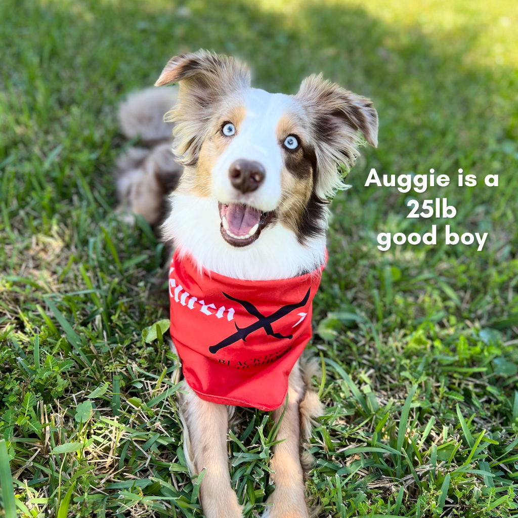 Dog wearing a red bandana with text on grass