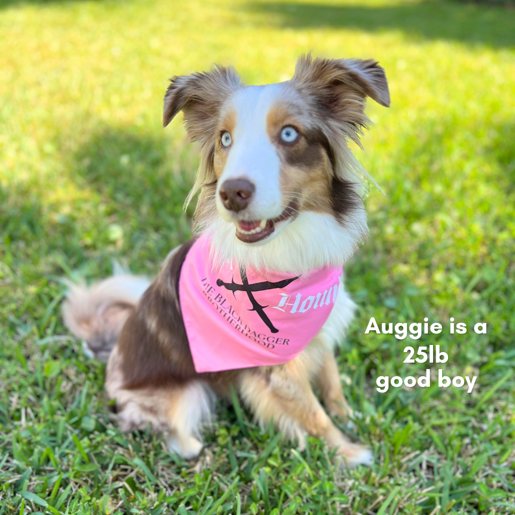 Dog wearing a pink bandana with text on it, sitting on grass.